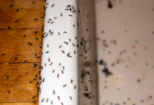 Pest Control for Restaurants in Elma Center, NY