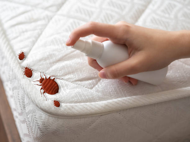 Best Pest Inspection Near Me  in Elma Center, NY